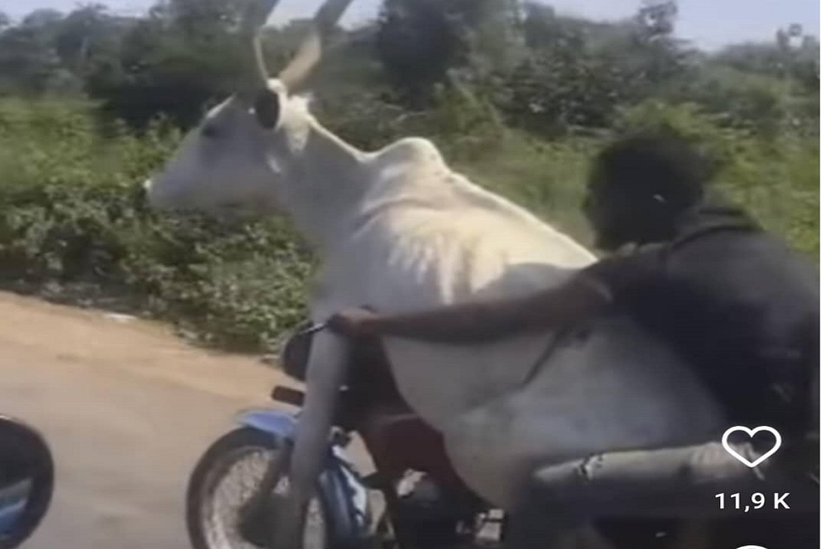 Une Vache Transport E Sur Une Moto La Dr Le De R Action De Yannick