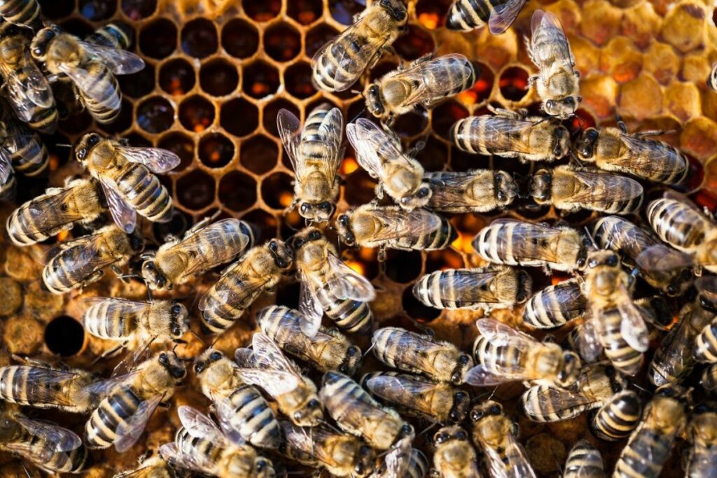 abeilles vie humanité