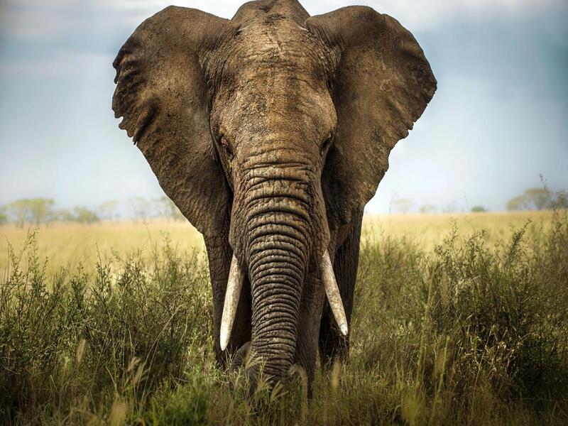 éléphants Afrique du Sud