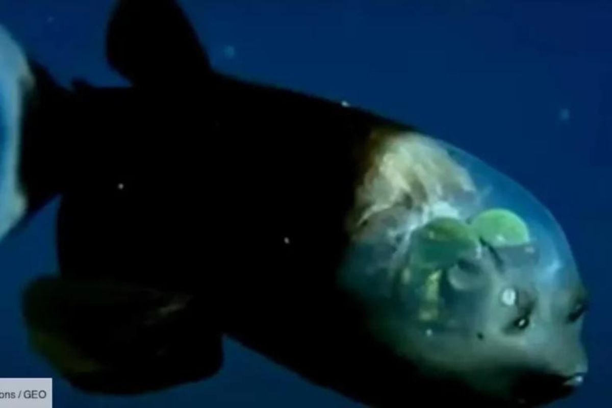 Découverte étrange poisson tête transparente