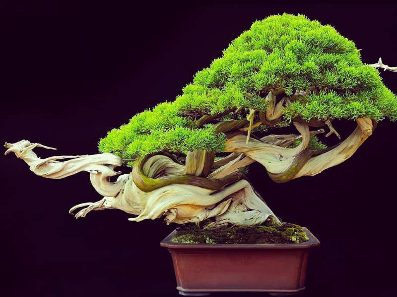 arbre nain Hiroshima