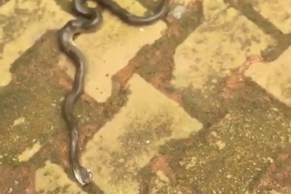 cadeau serpent mariage