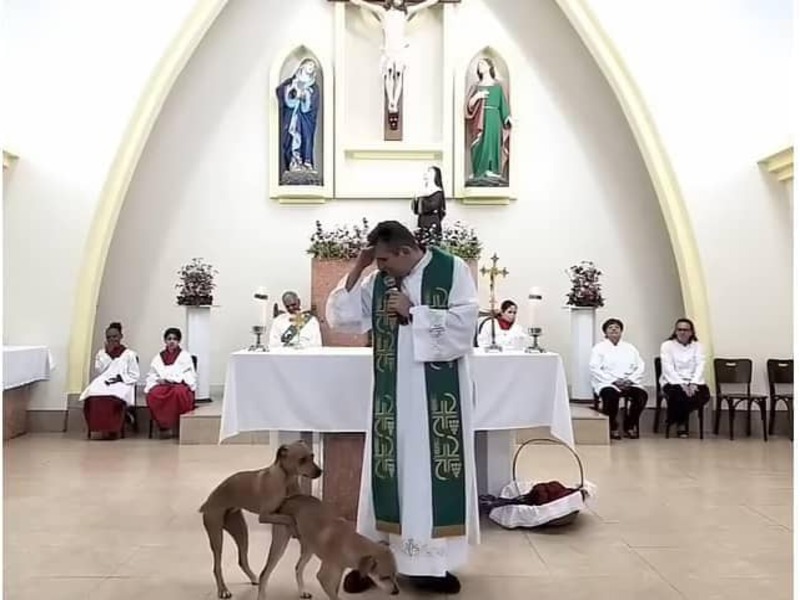Une messe interrompue à cause des chiens qui …(vidéo)