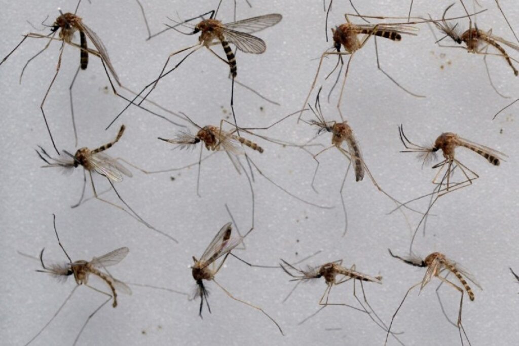 paludisme moustique