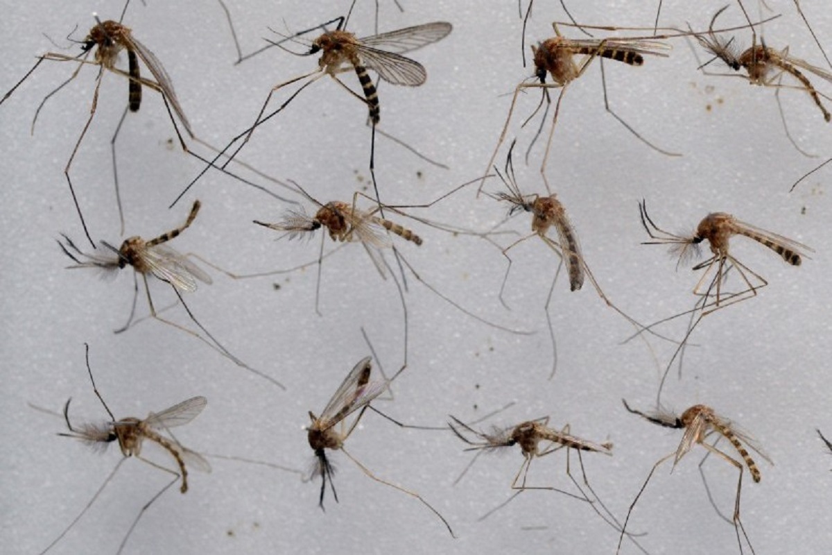 Brazil to Produce Billions of Modified Mosquitoes to Combat Dengue Outbreak.