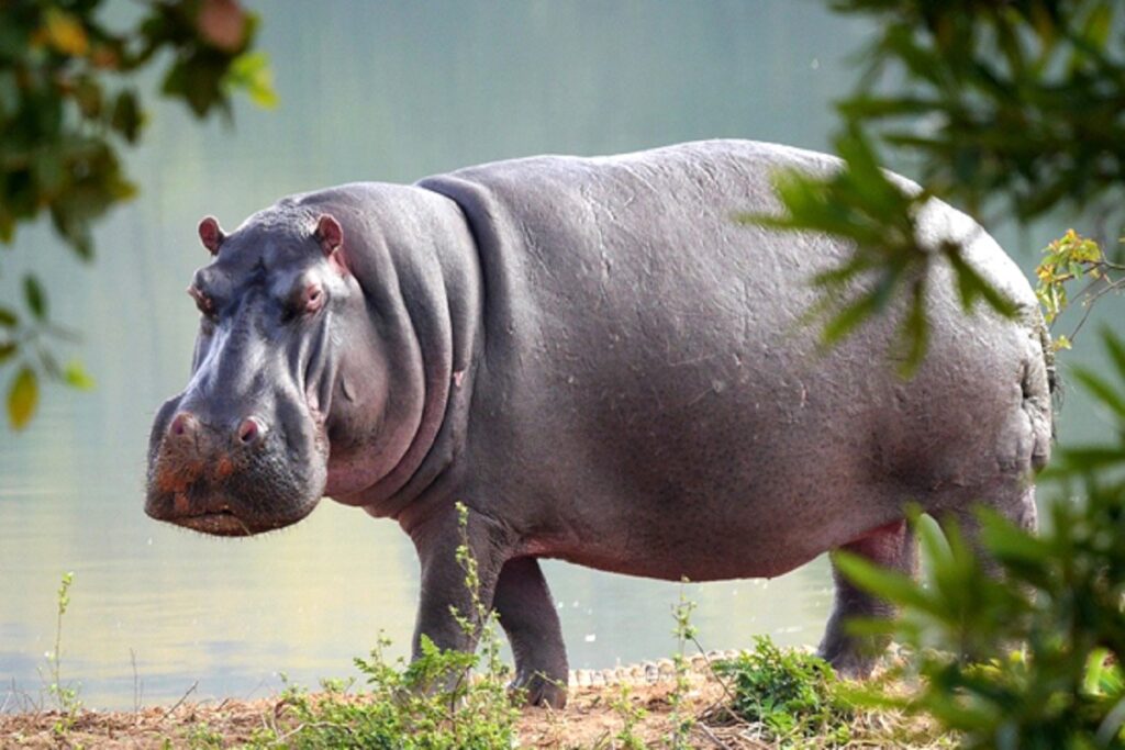 hippopotame animaux sauvages