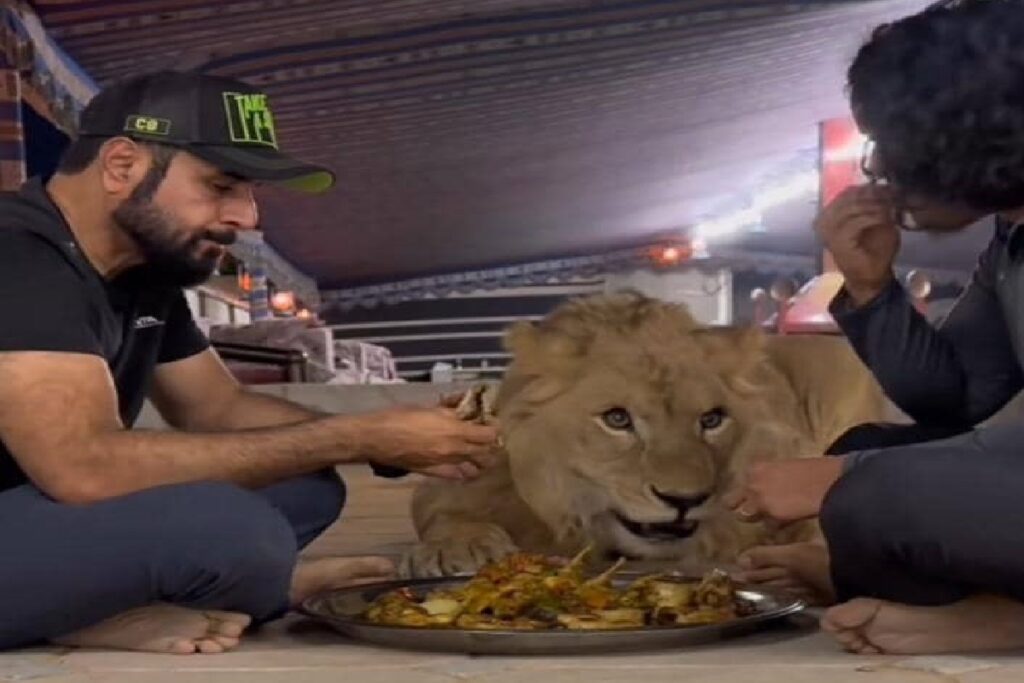 lion