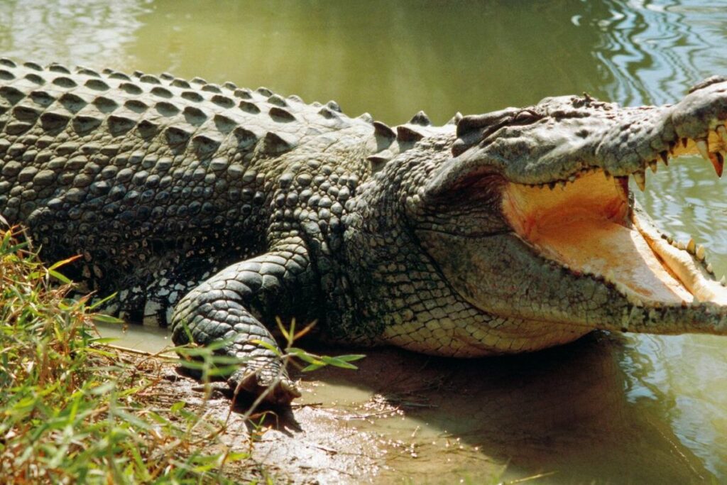 crocodile Côte d'Ivoire jeunes