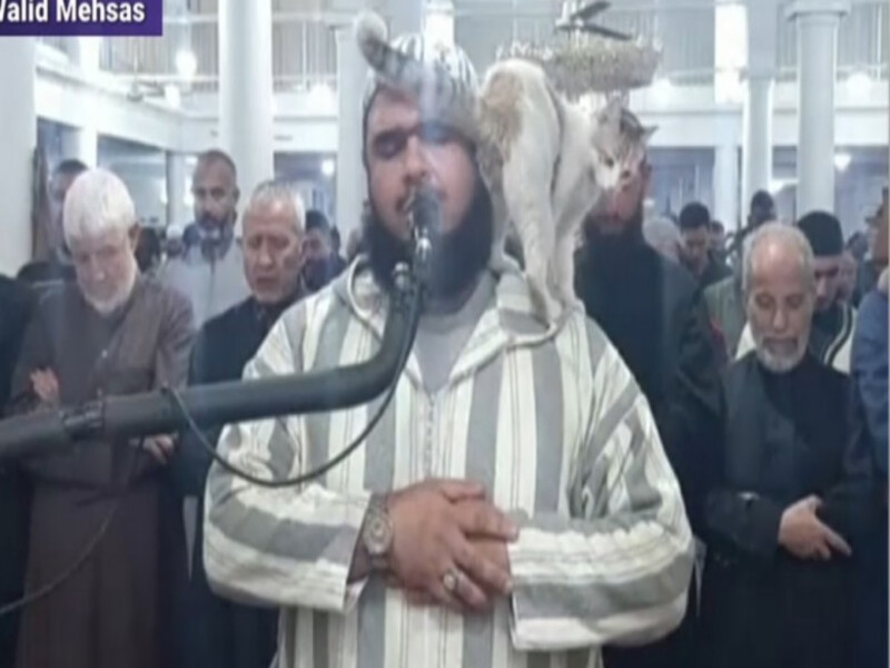 En pleine prière, un chat débarque dans une mosquée et saute sur l’imam (vidéo)