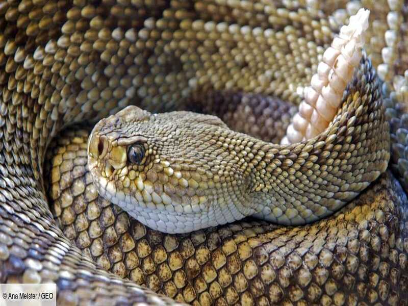 « Le serpent femelle a un clitor!s  », cette découverte insolite des scientifiques qui affole la toile