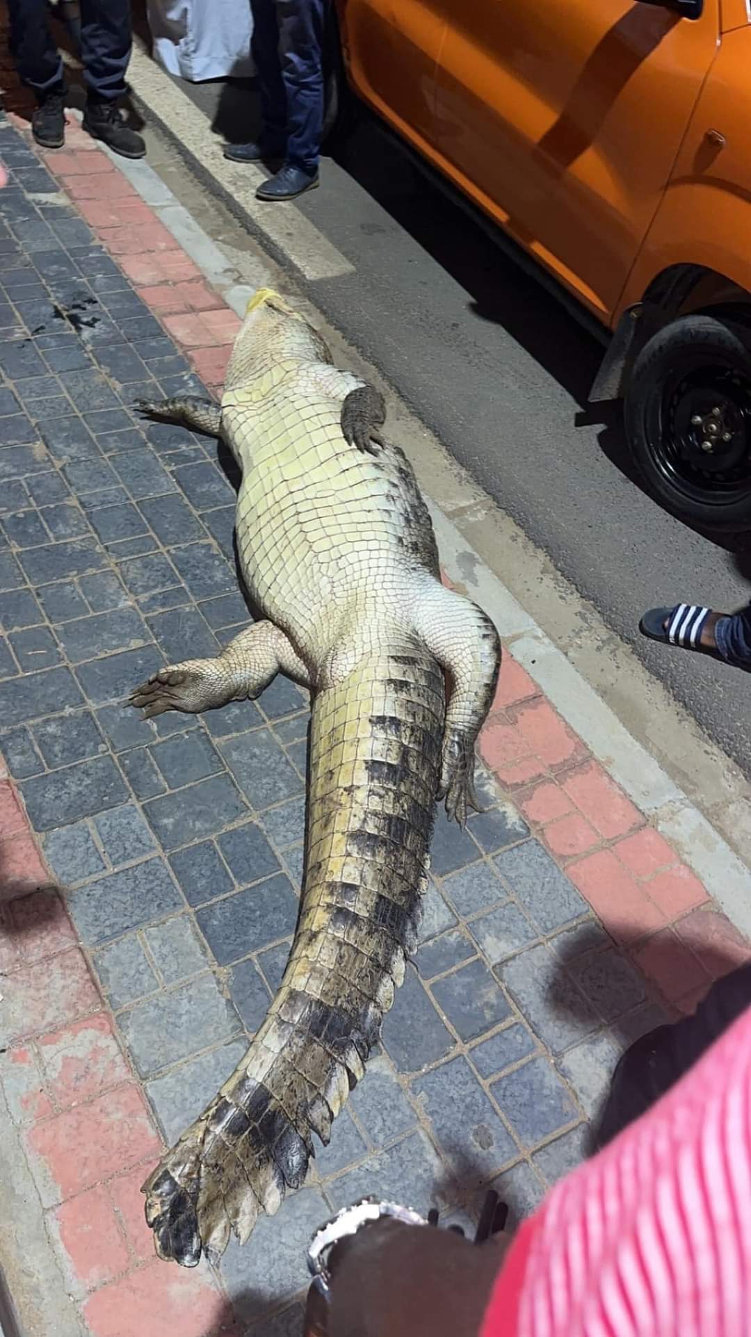 Côte d'Ivoire crocodile accident