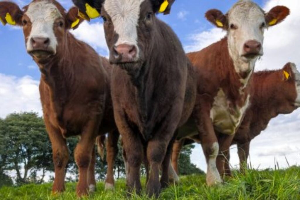 Réchauffement climatique