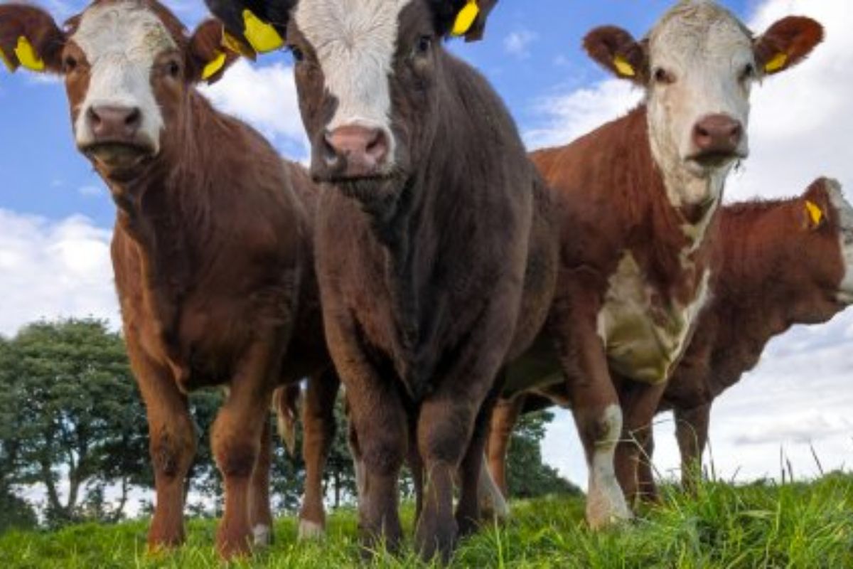 Réchauffement climatique