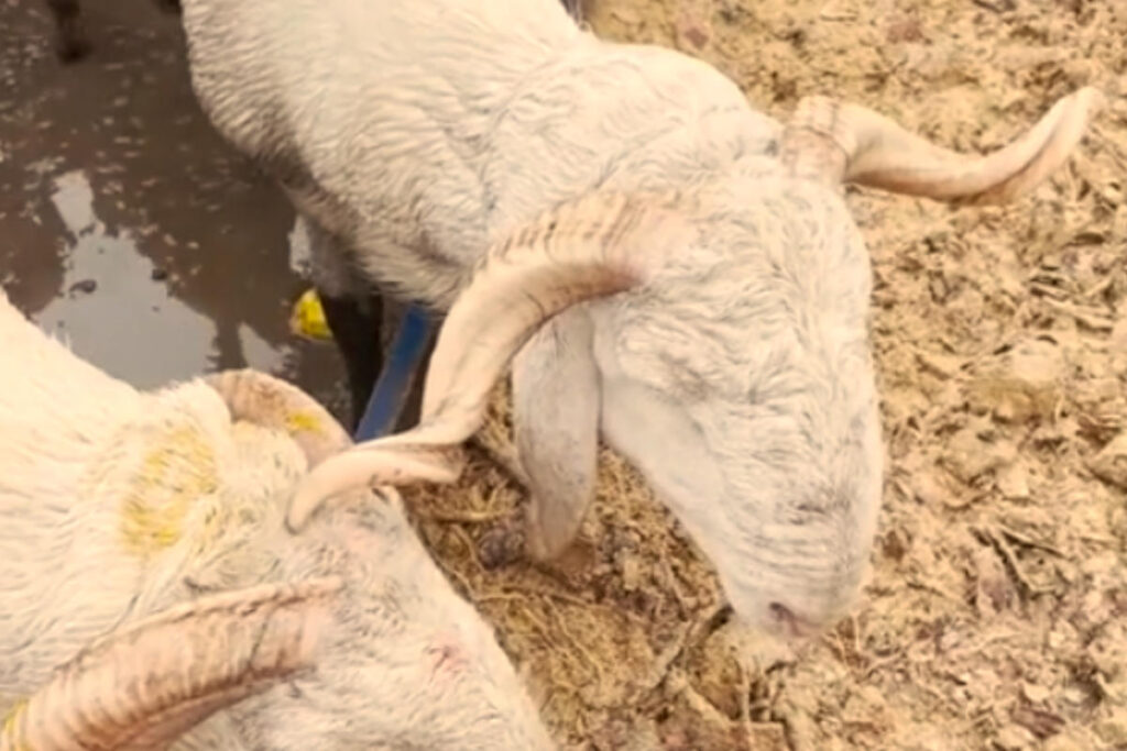 Ce pays maghrébin suspend ses importations bovines françaises ; la raison