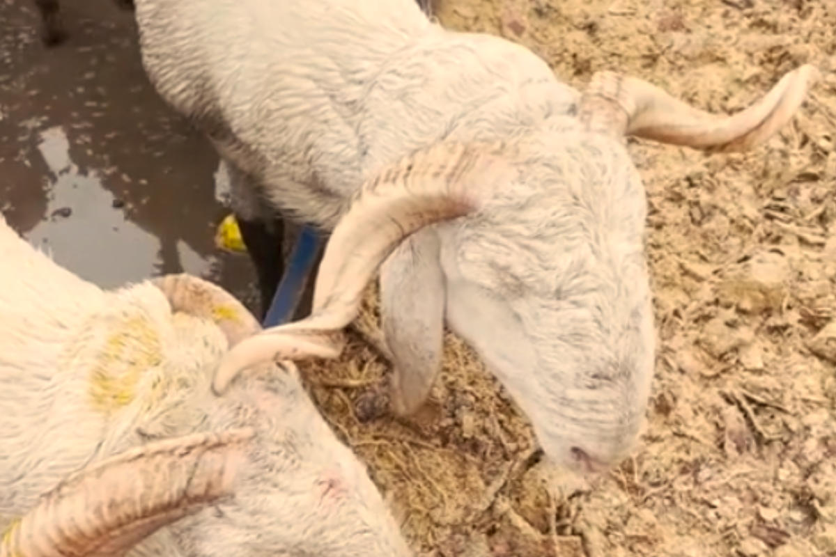 Ce pays maghrébin suspend ses importations bovines françaises ; la raison