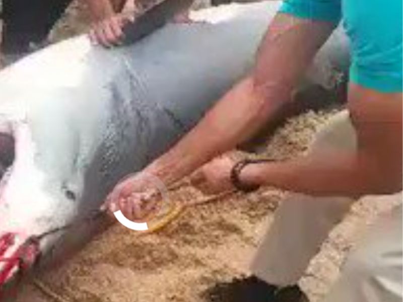 requin attaque