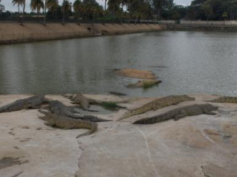 sites touristiques : Le lac aux caïmans