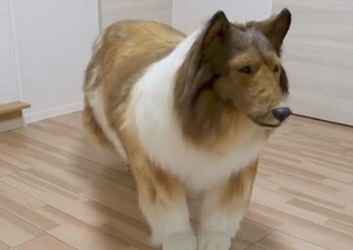 chien