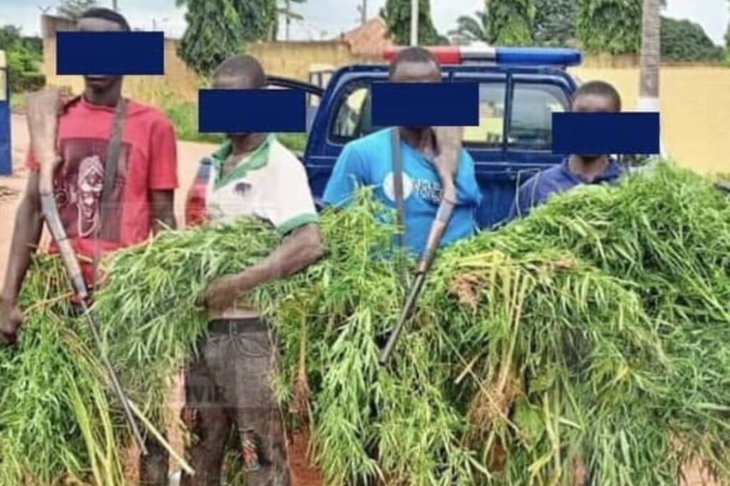 Côte d'Ivoire producteurs de cannabis