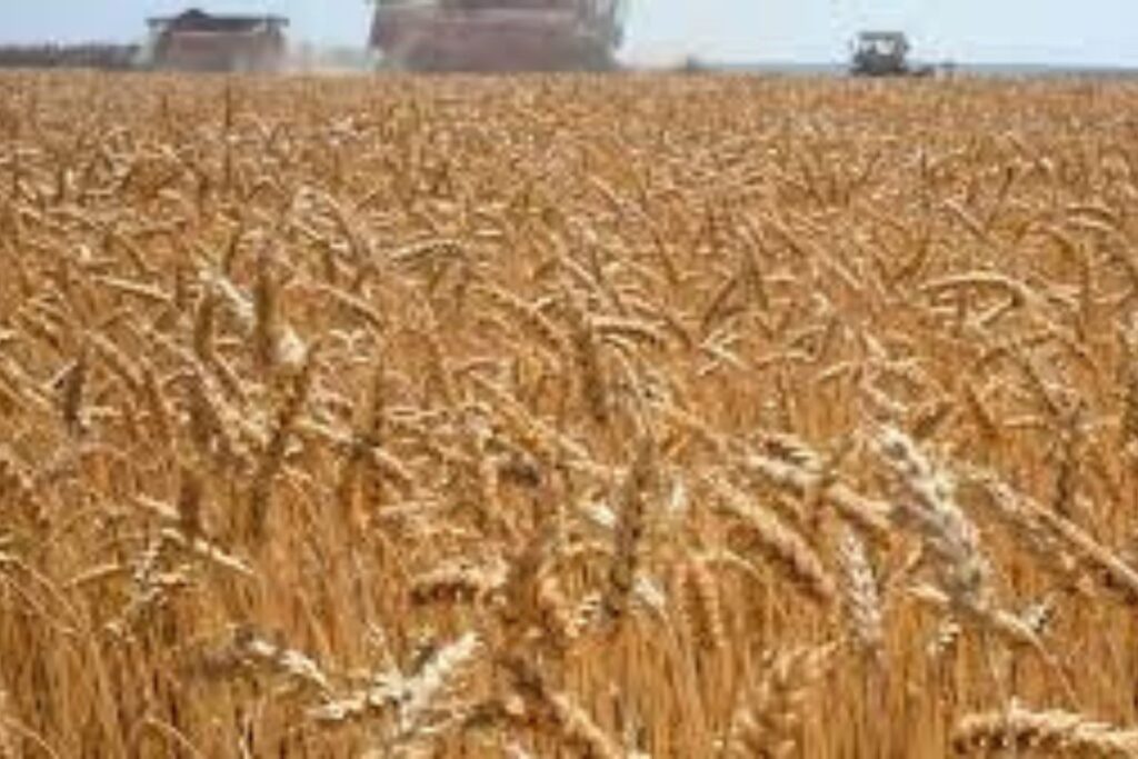 Production de blé : Ce pays africain établit un incroyable record