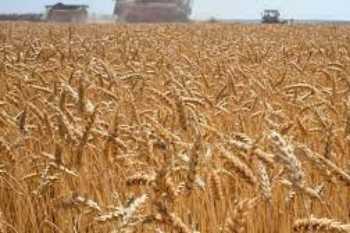 Blé : avec un record de production de 640.000 tonnes, ce pays africain s'apprête à devenir un pôle régional pour ce céréale