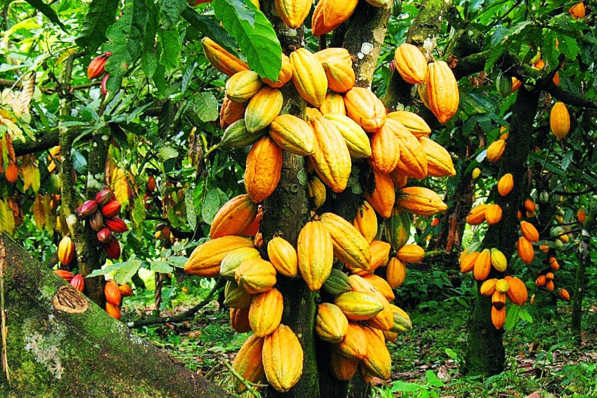 Côte D'Ivoire / Campagne 2023-2024 : Le Prix Du Cacao Et Du Café...