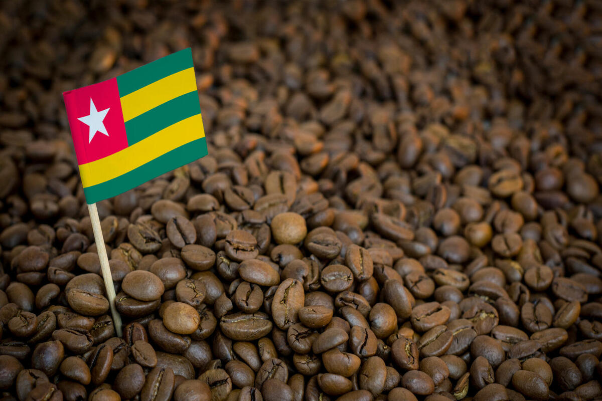 Togo / Économie : lancement de la commercialisation du café-cacao