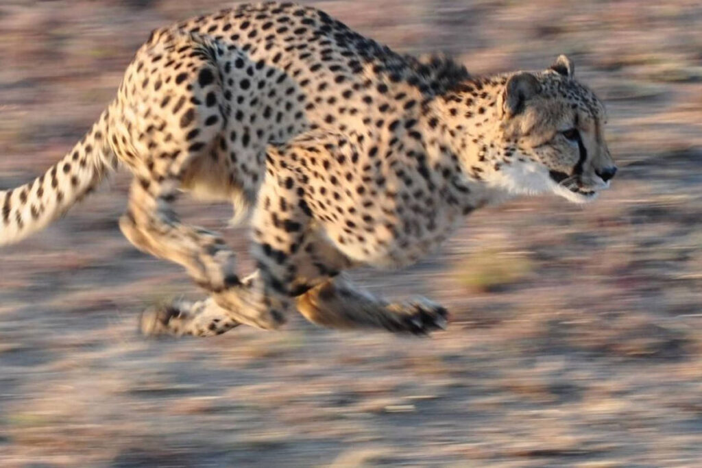 animal