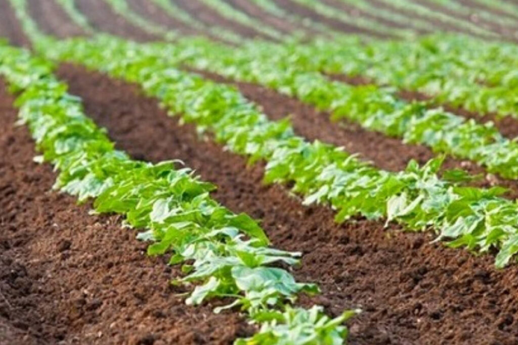 terres cultivables