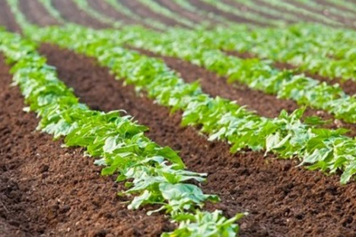 terres cultivables