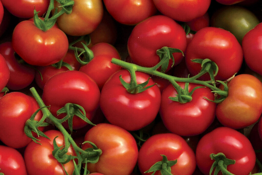 tomates Maroc prix des tomates