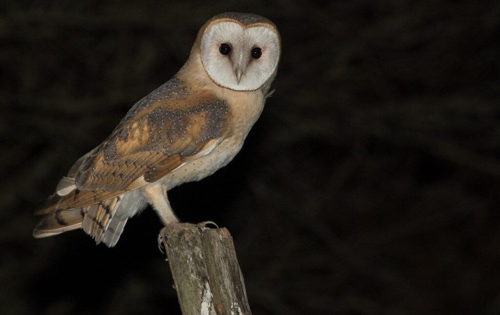 Oiseau transformé en fille