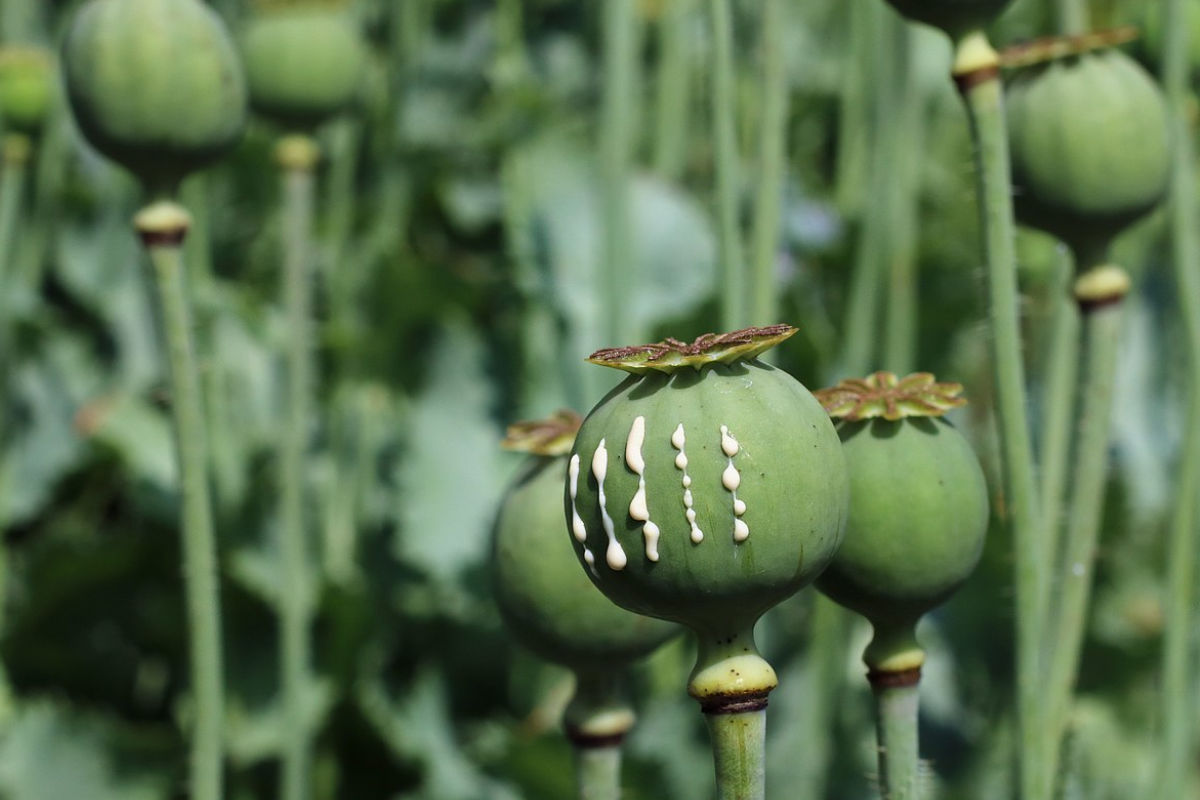 opium