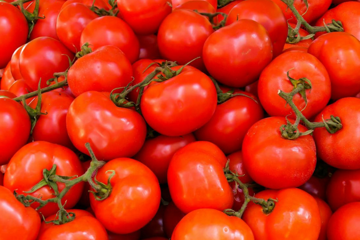Tomates : la Russie bloque un important lot en provenance dans ce pays d’Afrique du Nord