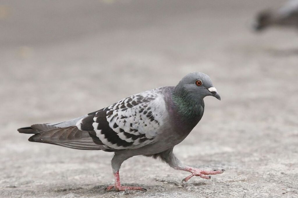 Inde pigeon