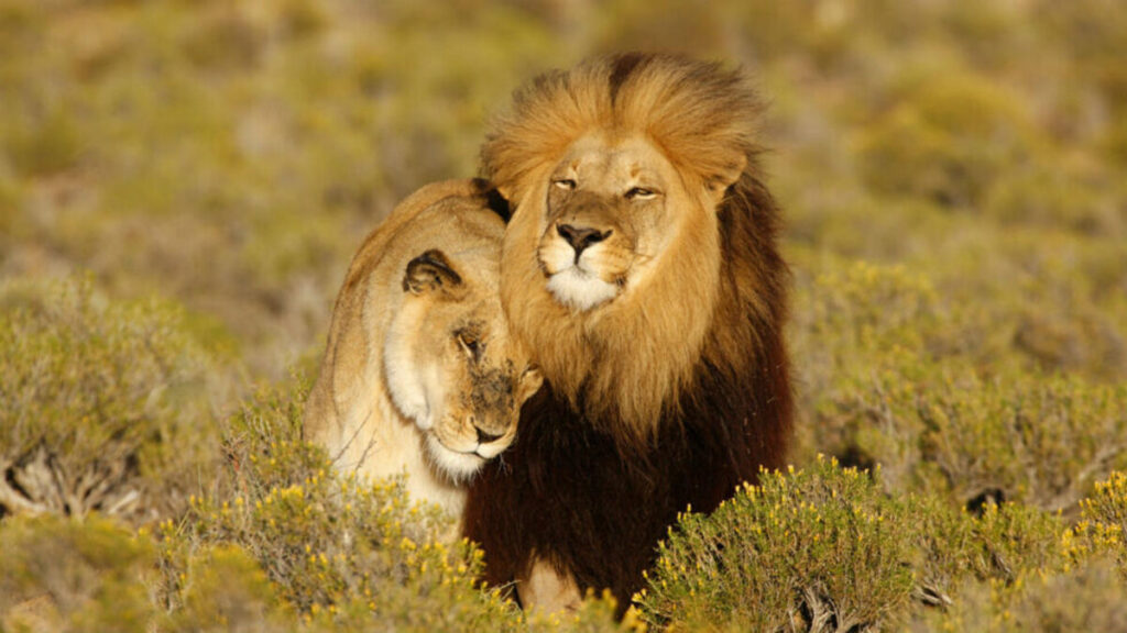 Afrique du Sud : fin progressive de l'élevage de lions pour la chasse