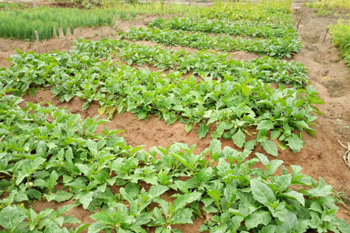 agriculture