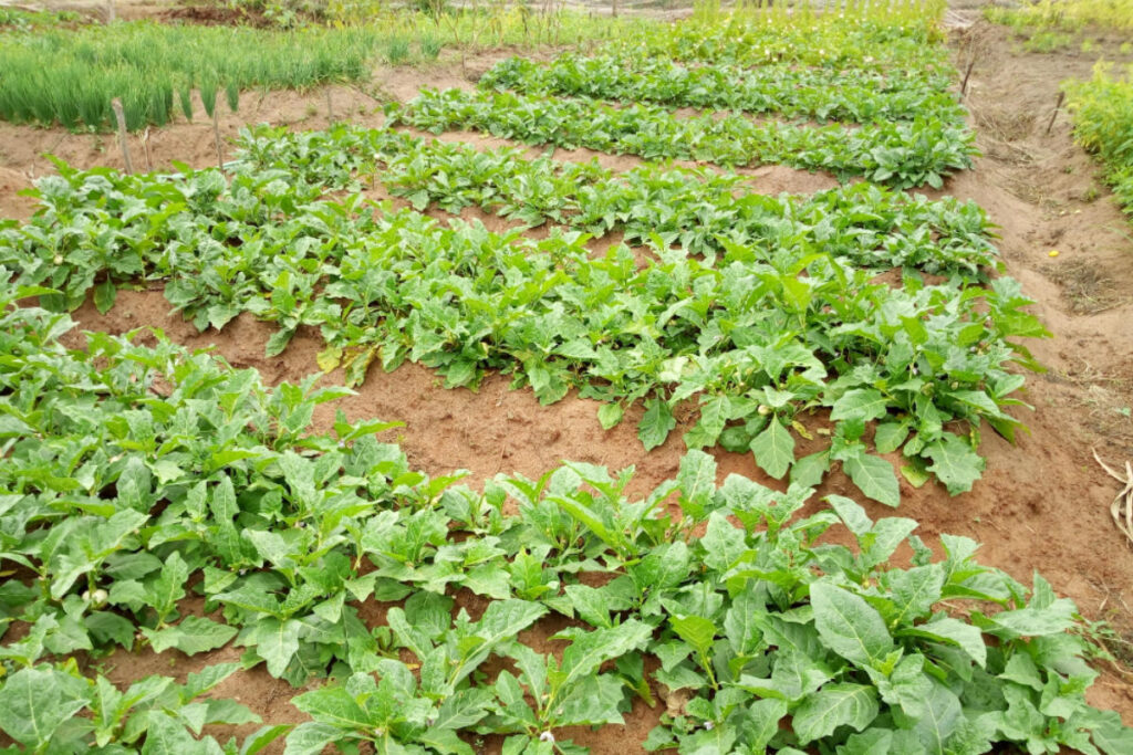 agriculteurs africain