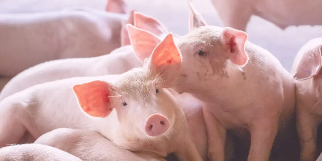 Importations de porc : la Chine se venge de la décision de l’Union Européenne