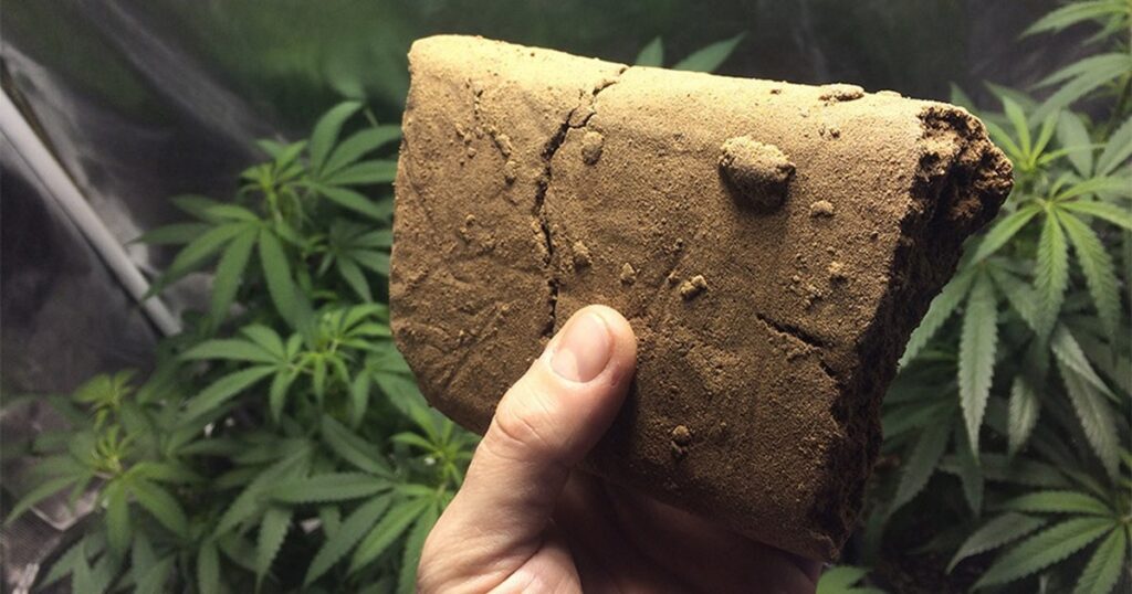 cannabis