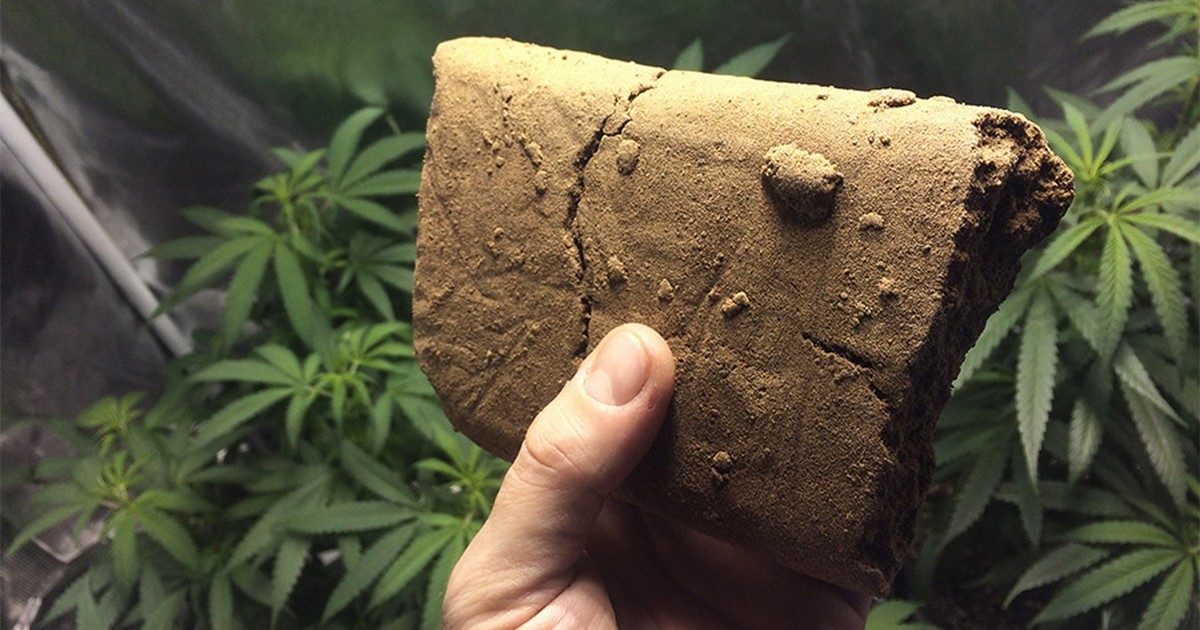 cannabis