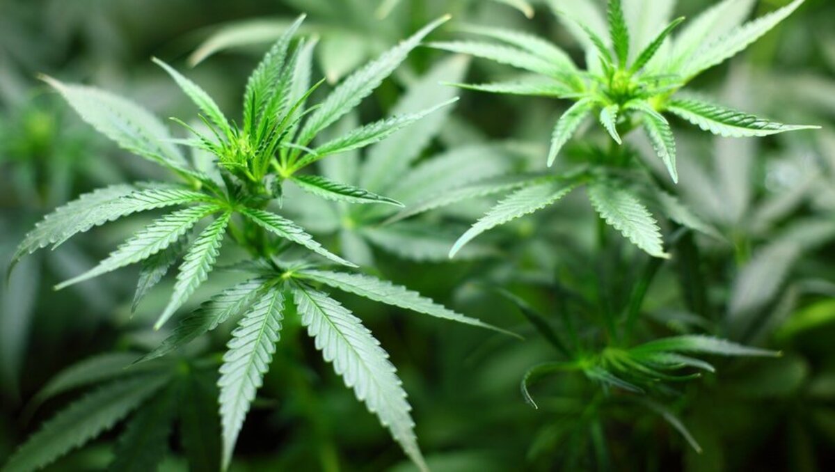 cannabis