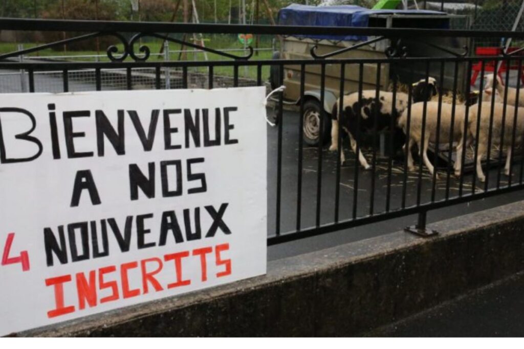 moutons