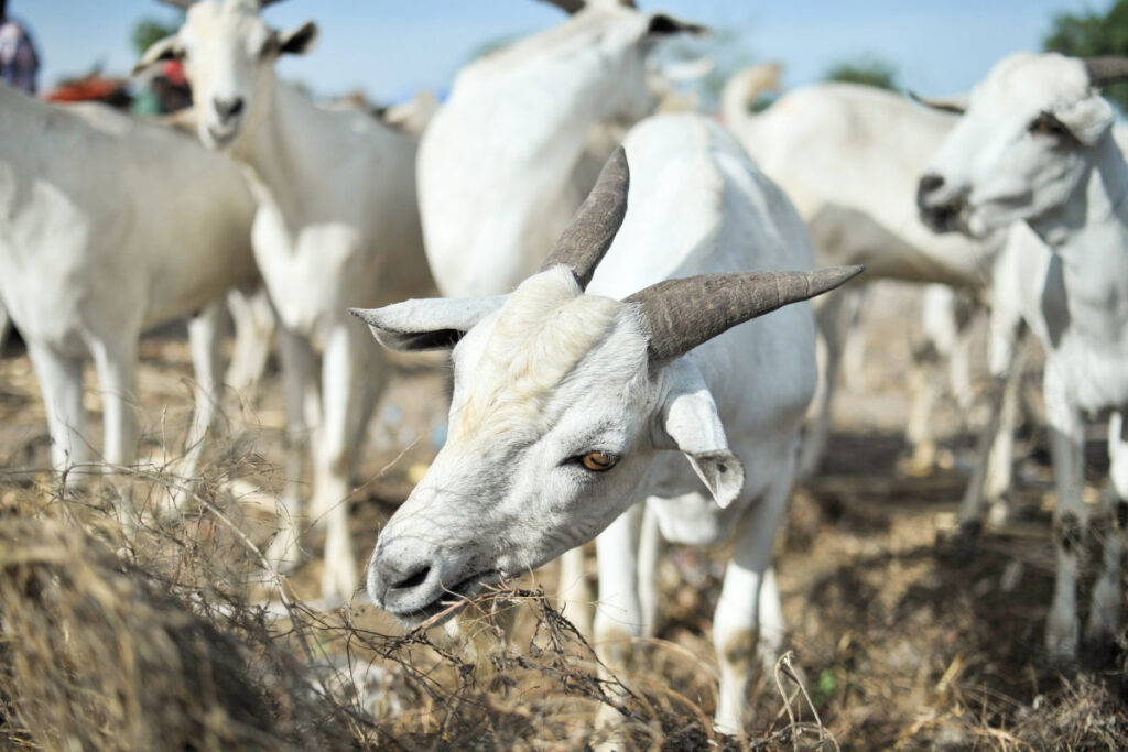 Tabaski moutons