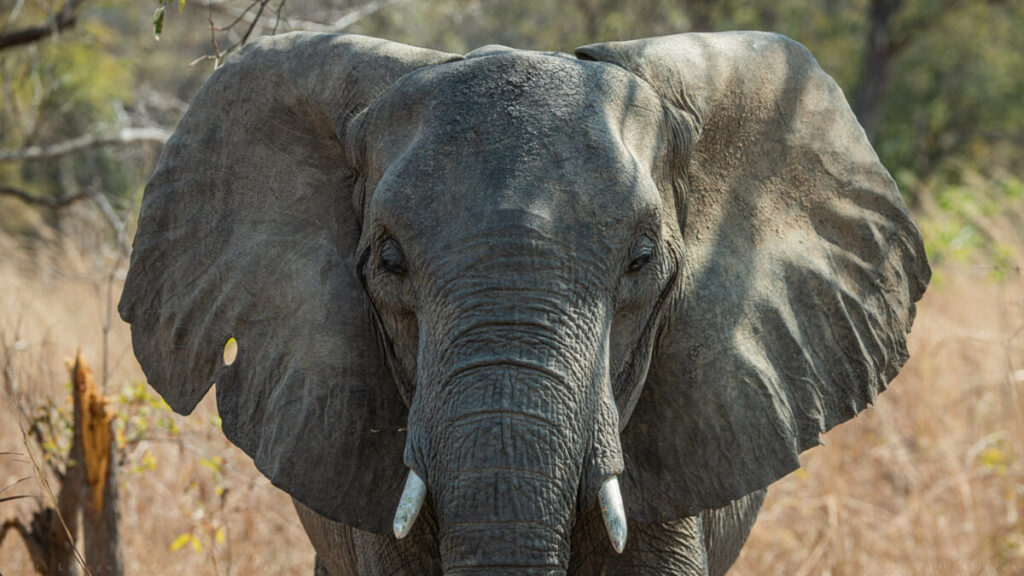 Drame : elle meurt piétinée par un éléphant dans ce pays africain