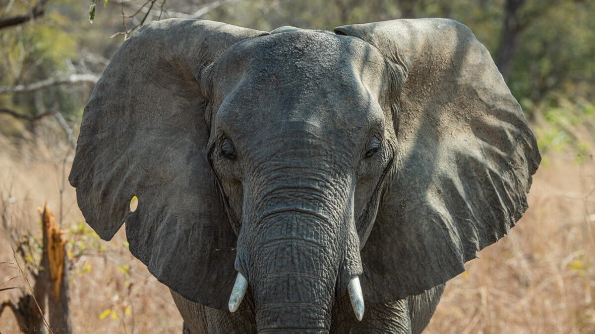 Drame : elle meurt piétinée par un éléphant dans ce pays africain