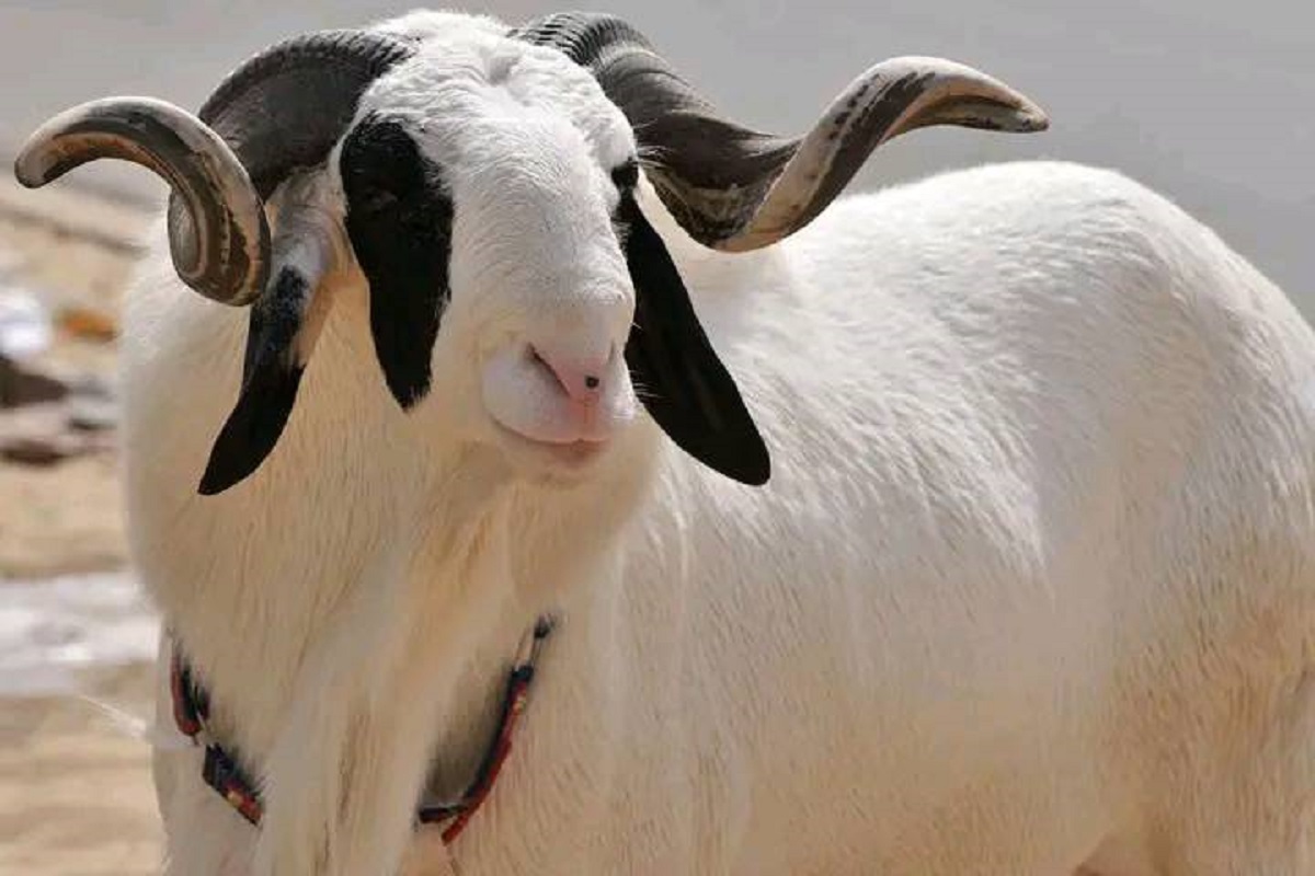 Sénégal : un mouton vendu à 50 millions (vidéo)
