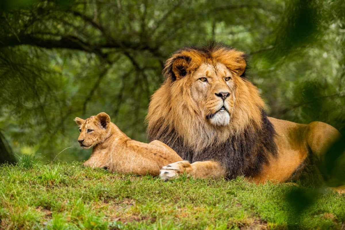 lion abattu