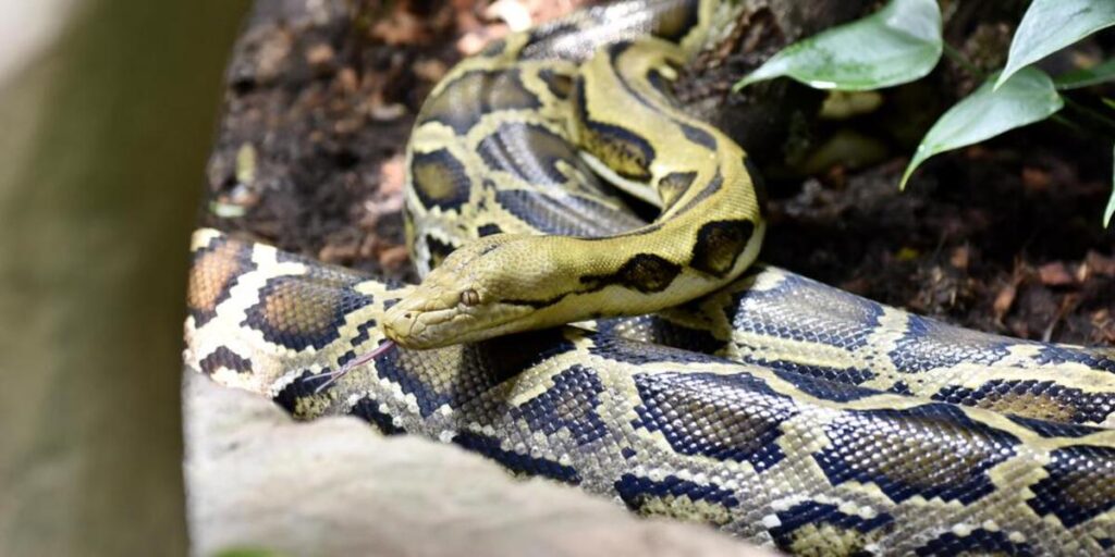 Drame : une femme retrouvée morte dans l'estomac d'un python dans ce pays