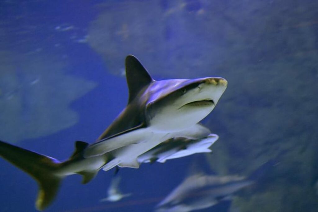 requins cocaïne